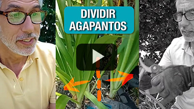 Juan Miceli enseña como dividir y multiplicar agapantos! Mantenimiento del jardín junto a #Gardena